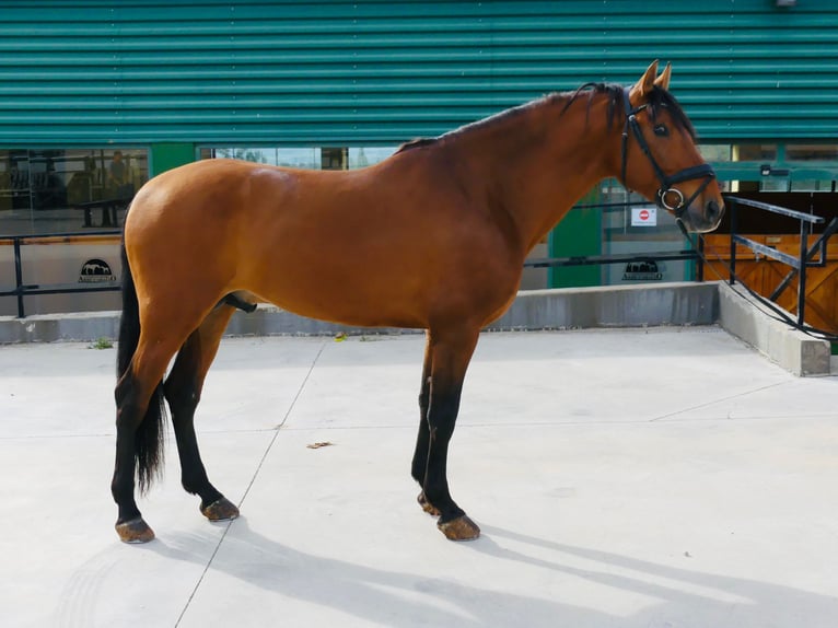 PRE Croisé Étalon 7 Ans 165 cm Bai clair in 28040