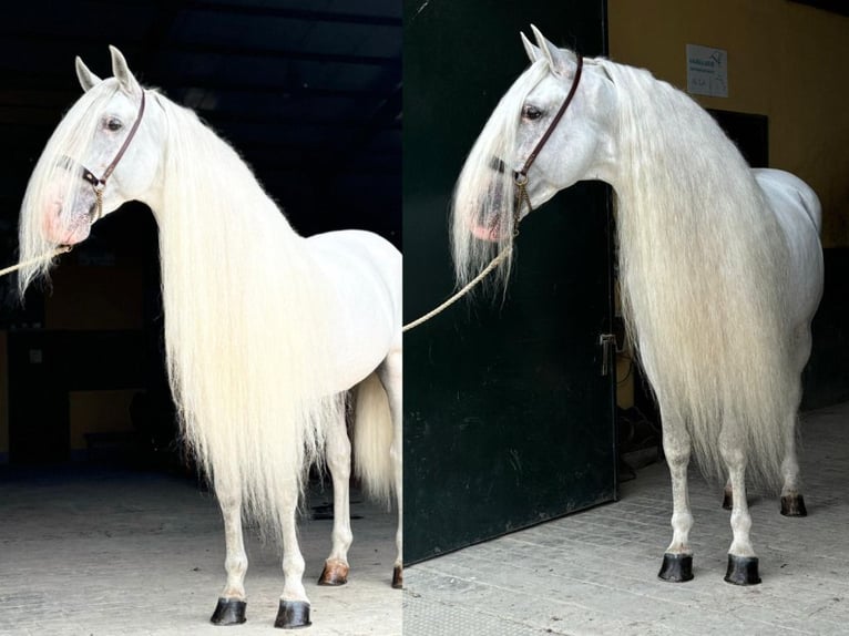 PRE Croisé Étalon 7 Ans 165 cm Blanc in Navas Del Madroño