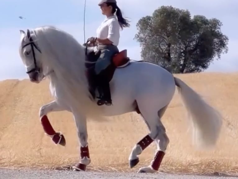 PRE Croisé Étalon 7 Ans 165 cm Blanc in Navas Del Madroño