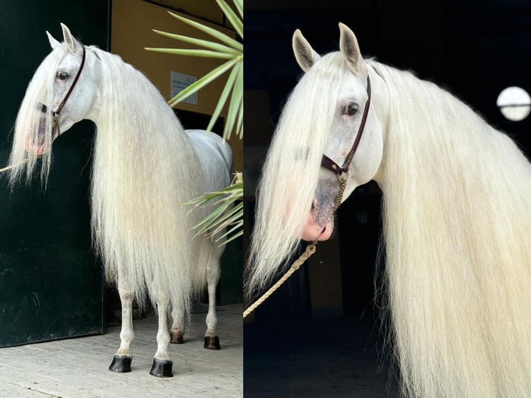 PRE Croisé Étalon 7 Ans 165 cm Blanc in Navas Del Madroño