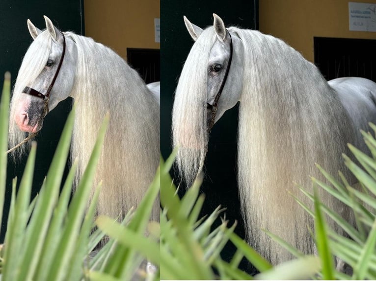 PRE Croisé Étalon 7 Ans 165 cm Blanc in Navas Del Madroño