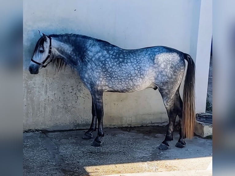 PRE Étalon 7 Ans 165 cm Gris in Estepona