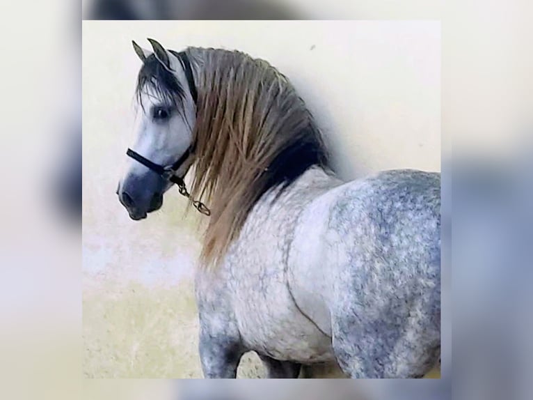 PRE Étalon 7 Ans 165 cm Gris in Estepona