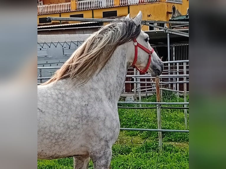 PRE Étalon 7 Ans 165 cm Gris in Estepona