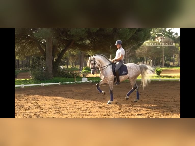 PRE Croisé Étalon 7 Ans 165 cm Gris pommelé in La Barrosa