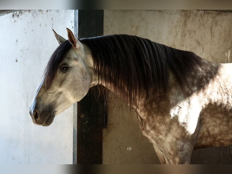 PRE Croisé Étalon 7 Ans 165 cm Gris pommelé in Armilla