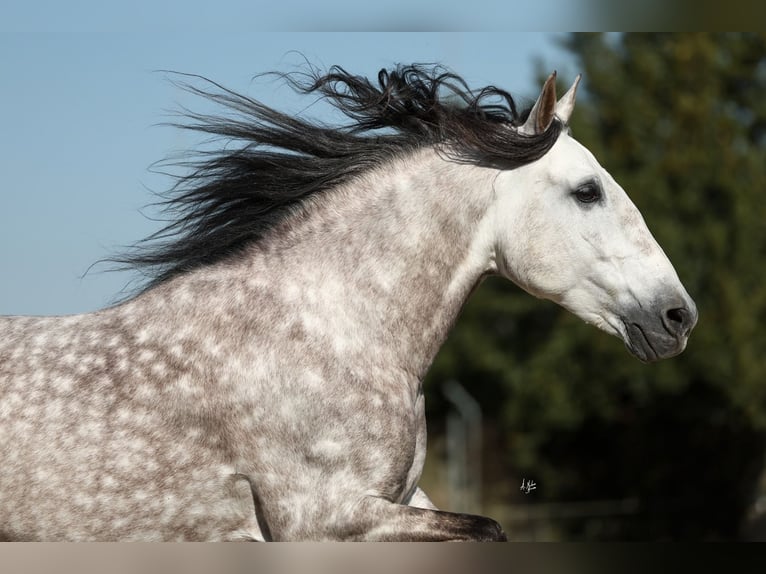 PRE Croisé Étalon 7 Ans 165 cm Gris pommelé in Armilla