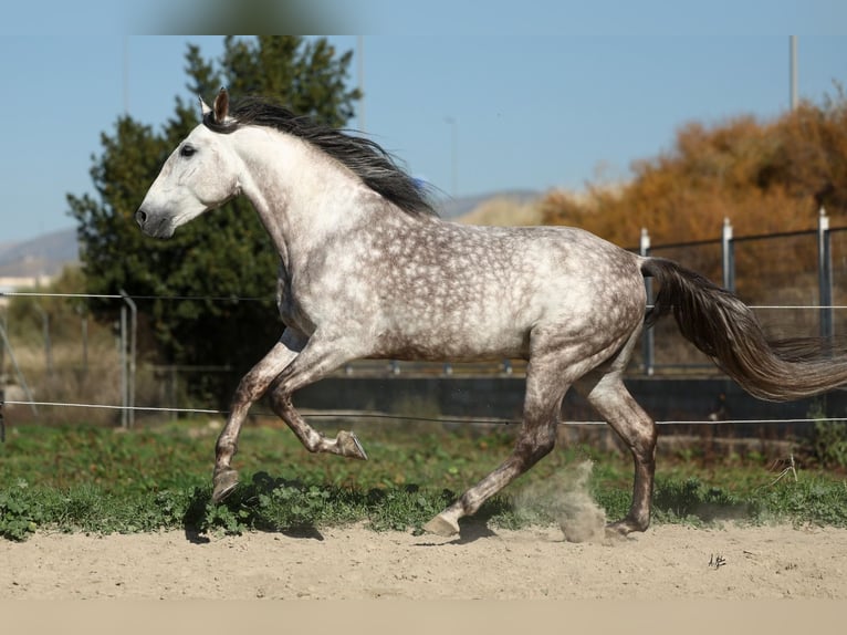 PRE Croisé Étalon 7 Ans 165 cm Gris pommelé in Armilla