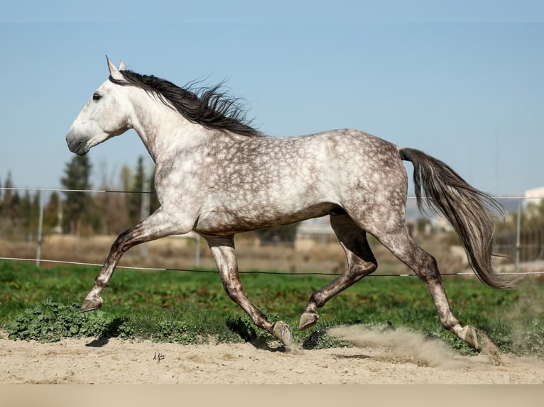 PRE Croisé Étalon 7 Ans 165 cm Gris pommelé in Armilla