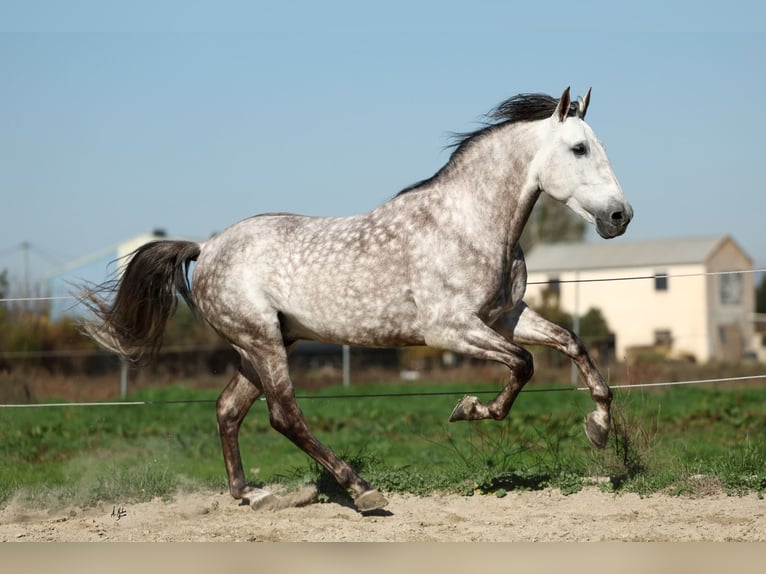 PRE Croisé Étalon 7 Ans 165 cm Gris pommelé in Armilla