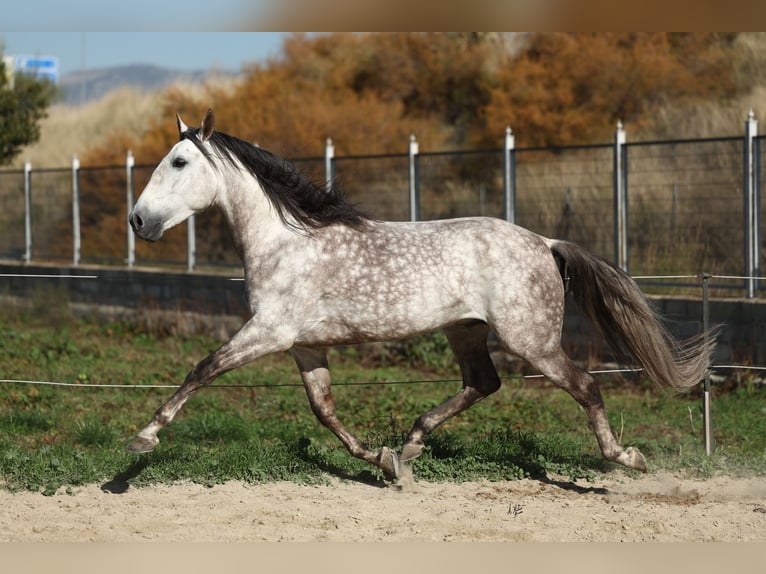 PRE Croisé Étalon 7 Ans 165 cm Gris pommelé in Armilla