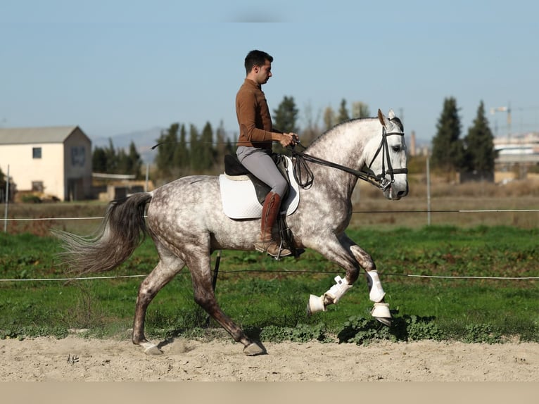 PRE Croisé Étalon 7 Ans 165 cm Gris pommelé in Armilla