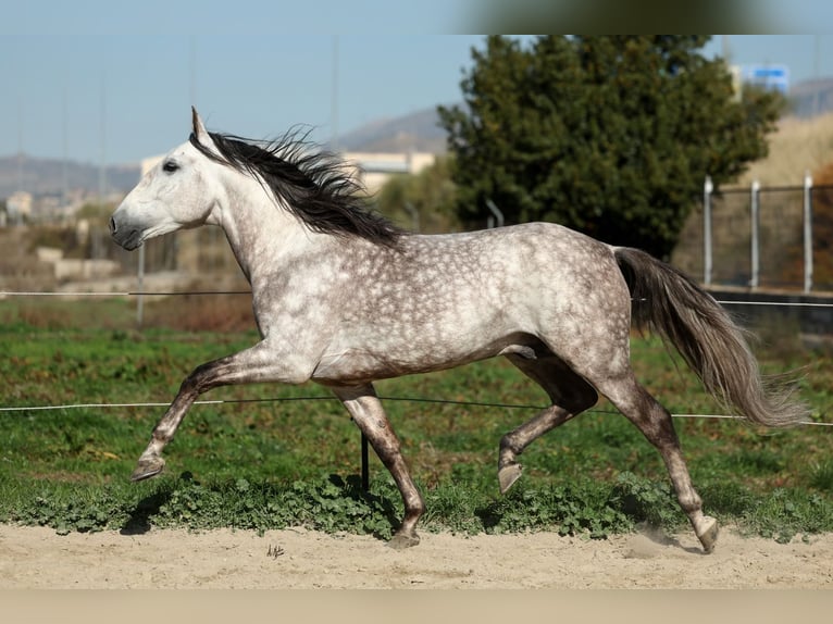 PRE Croisé Étalon 7 Ans 165 cm Gris pommelé in Armilla