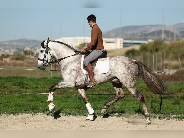 PRE Croisé Étalon 7 Ans 165 cm Gris pommelé in Armilla