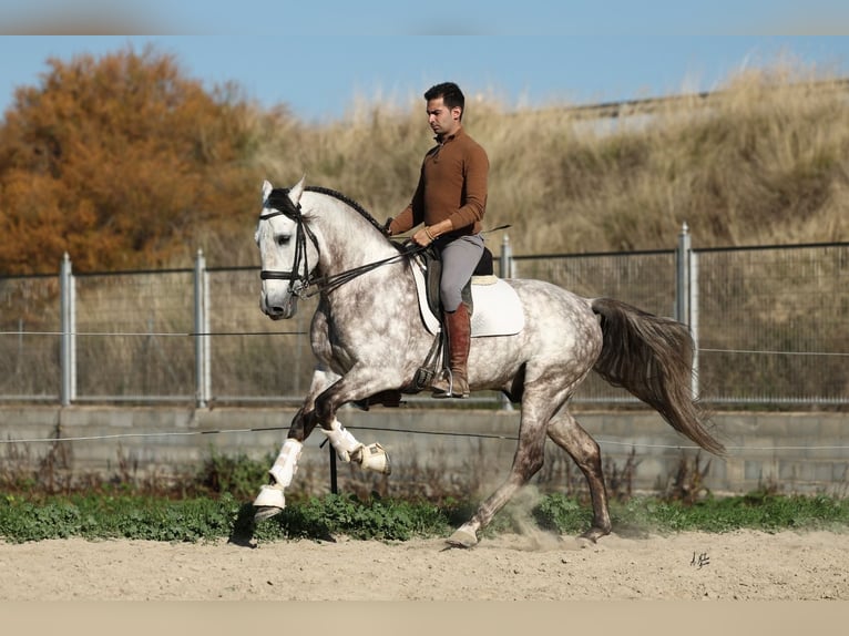 PRE Croisé Étalon 7 Ans 165 cm Gris pommelé in Armilla