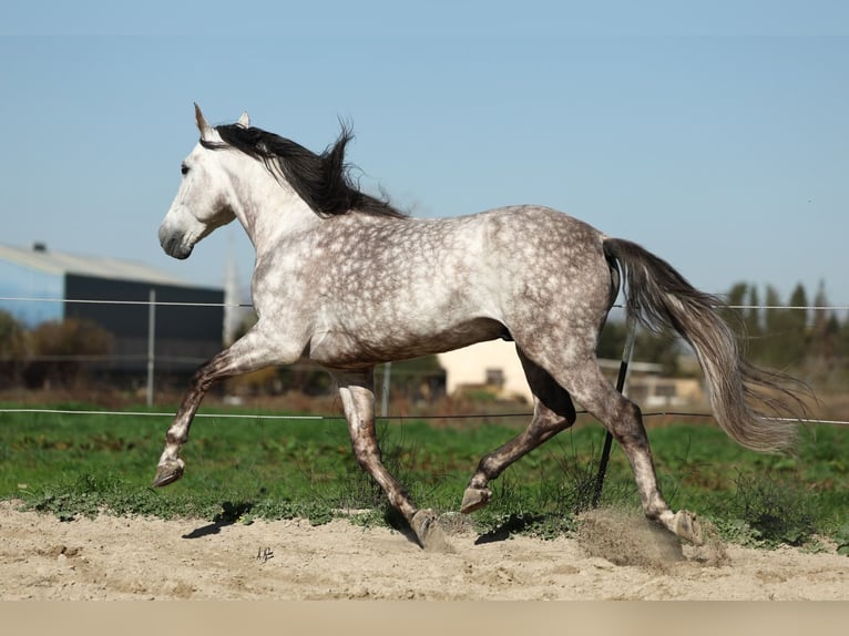 PRE Croisé Étalon 7 Ans 165 cm Gris pommelé in Armilla