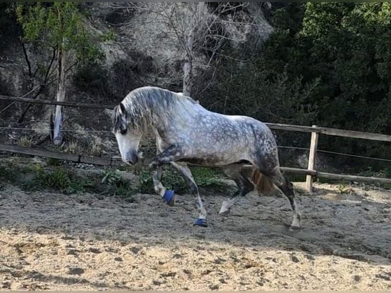 PRE Croisé Étalon 7 Ans 165 cm Gris pommelé in Viladecans