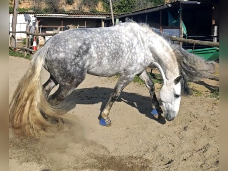 PRE Croisé Étalon 7 Ans 165 cm Gris pommelé in Viladecans