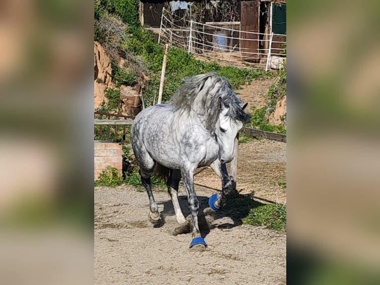 PRE Croisé Étalon 7 Ans 165 cm Gris pommelé in Viladecans