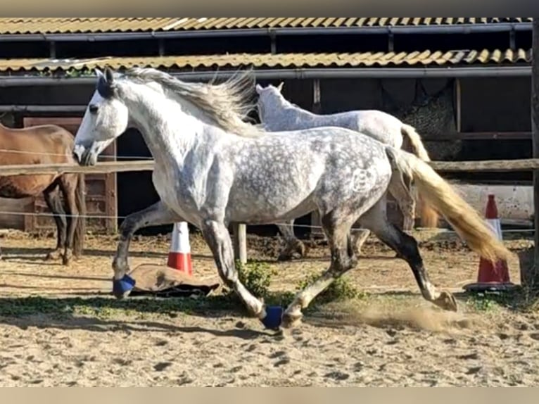 PRE Croisé Étalon 7 Ans 165 cm Gris pommelé in Viladecans