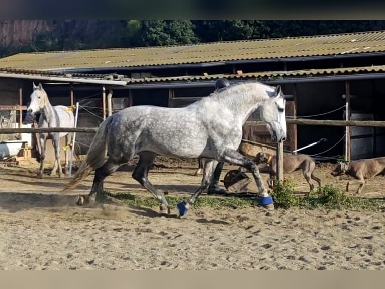 PRE Croisé Étalon 7 Ans 165 cm Gris pommelé in Viladecans