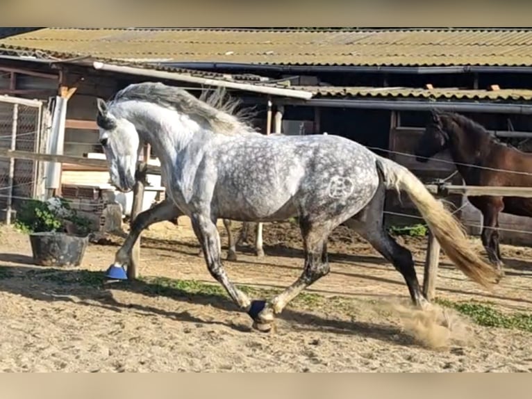 PRE Croisé Étalon 7 Ans 165 cm Gris pommelé in Viladecans