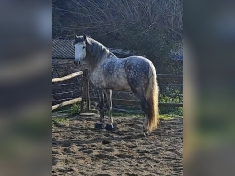 PRE Croisé Étalon 7 Ans 165 cm Gris pommelé in Viladecans