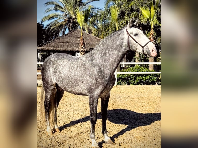 PRE Étalon 7 Ans 165 cm Gris pommelé in Sevilla