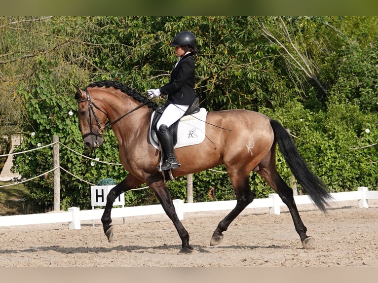 PRE Croisé Étalon 7 Ans 165 cm Isabelle in Noain