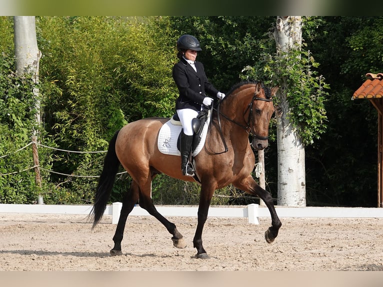 PRE Croisé Étalon 7 Ans 165 cm Isabelle in Noain