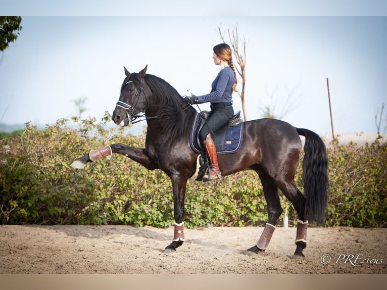 PRE Croisé Étalon 7 Ans 165 cm Noir in Sevilla