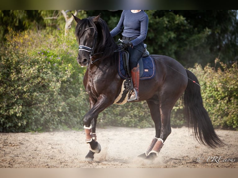 PRE Croisé Étalon 7 Ans 165 cm Noir in Sevilla