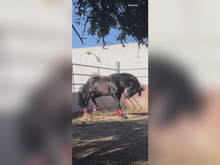 PRE Étalon 7 Ans 165 cm Noir in El Palmar