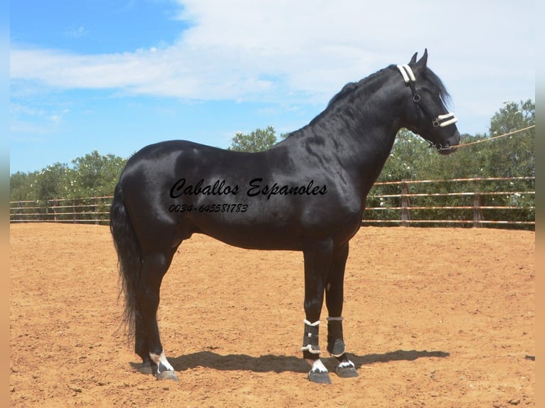 PRE Étalon 7 Ans 165 cm Noir in Vejer de la Frontera