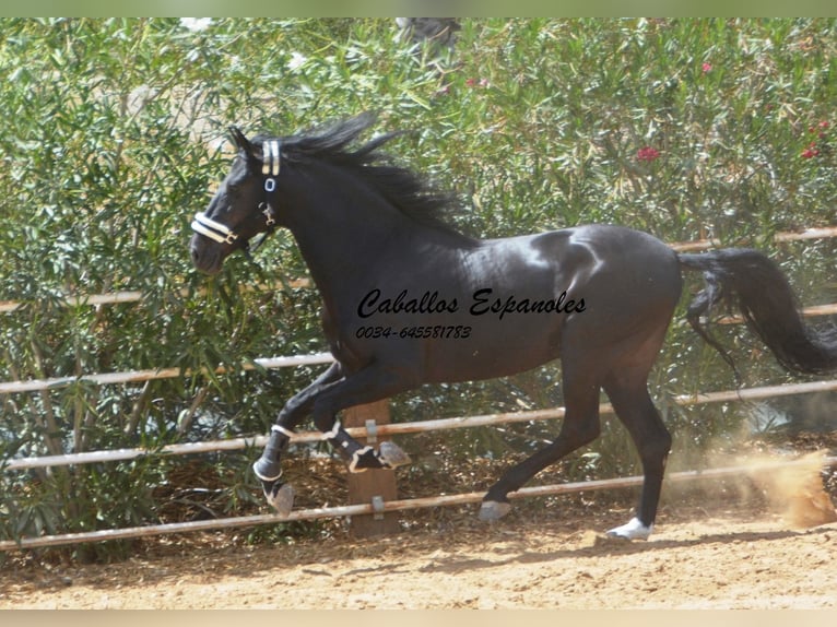 PRE Étalon 7 Ans 165 cm Noir in Vejer de la Frontera