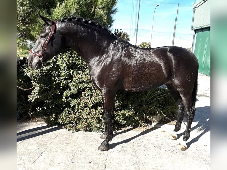 PRE Croisé Étalon 7 Ans 165 cm Noir in Madrid