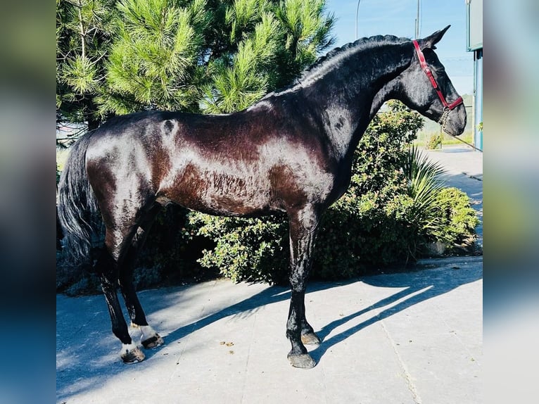 PRE Croisé Étalon 7 Ans 165 cm Noir in Madrid