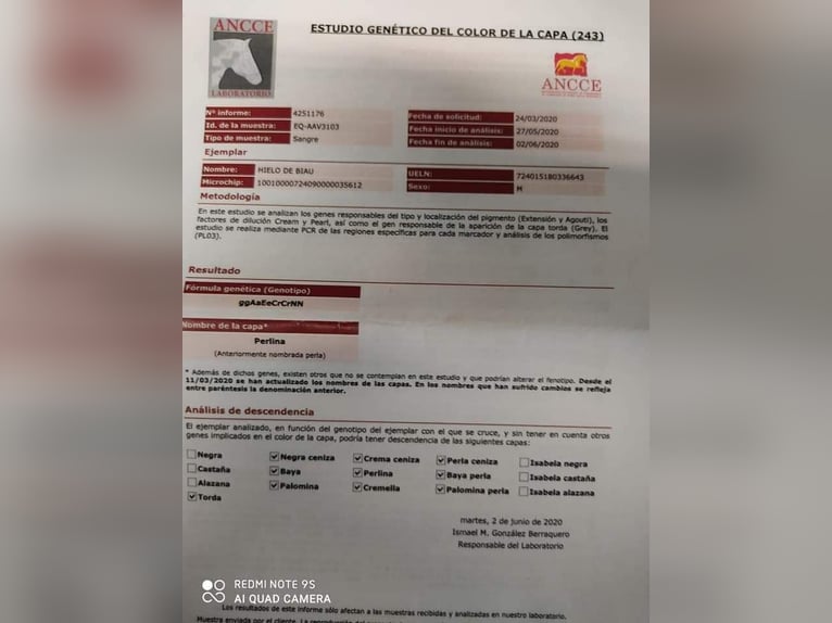 PRE Croisé Étalon 7 Ans 165 cm Perlino in Fraga