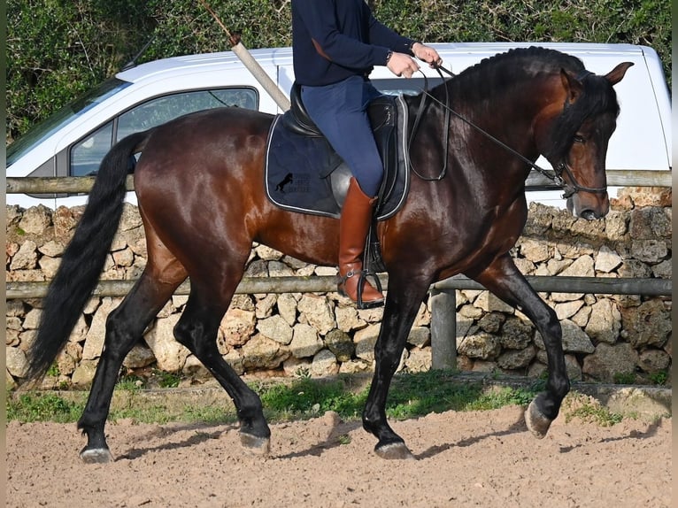PRE Étalon 7 Ans 166 cm in Menorca