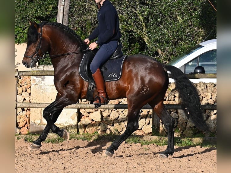 PRE Étalon 7 Ans 166 cm in Menorca