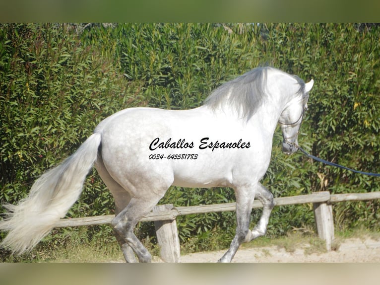 PRE Croisé Étalon 7 Ans 166 cm Gris in Vejer de la Frontera