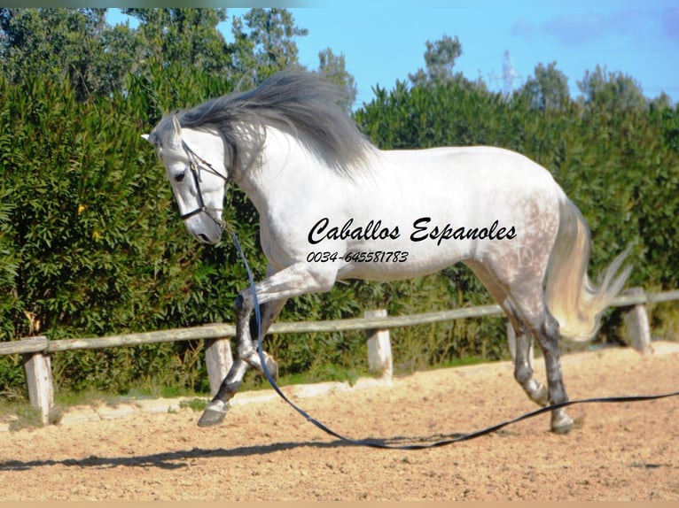 PRE Croisé Étalon 7 Ans 166 cm Gris in Vejer de la Frontera