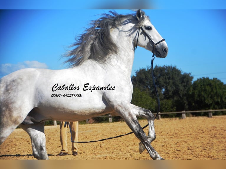 PRE Croisé Étalon 7 Ans 166 cm Gris in Vejer de la Frontera