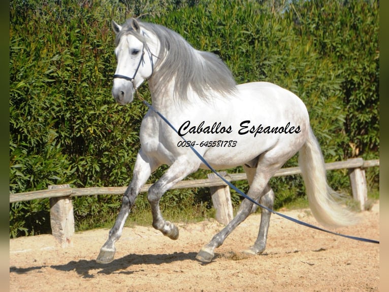 PRE Croisé Étalon 7 Ans 166 cm Gris in Vejer de la Frontera