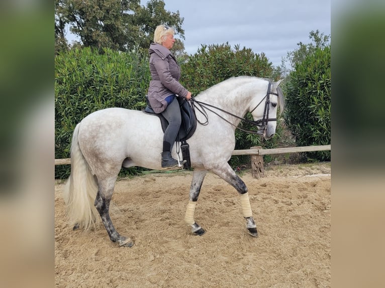 PRE Croisé Étalon 7 Ans 166 cm Gris in Vejer de la Frontera