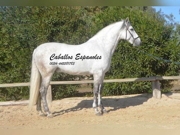 PRE Croisé Étalon 7 Ans 166 cm Gris in Vejer de la Frontera