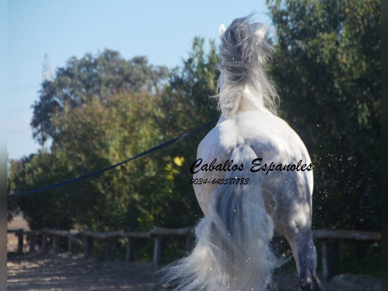 PRE Croisé Étalon 7 Ans 166 cm Gris in Vejer de la Frontera