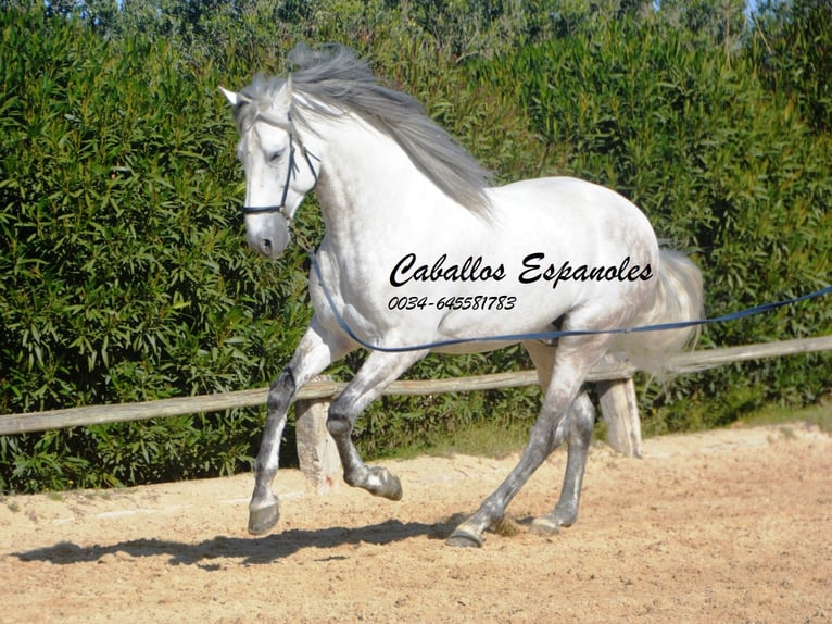 PRE Croisé Étalon 7 Ans 166 cm Gris in Vejer de la Frontera