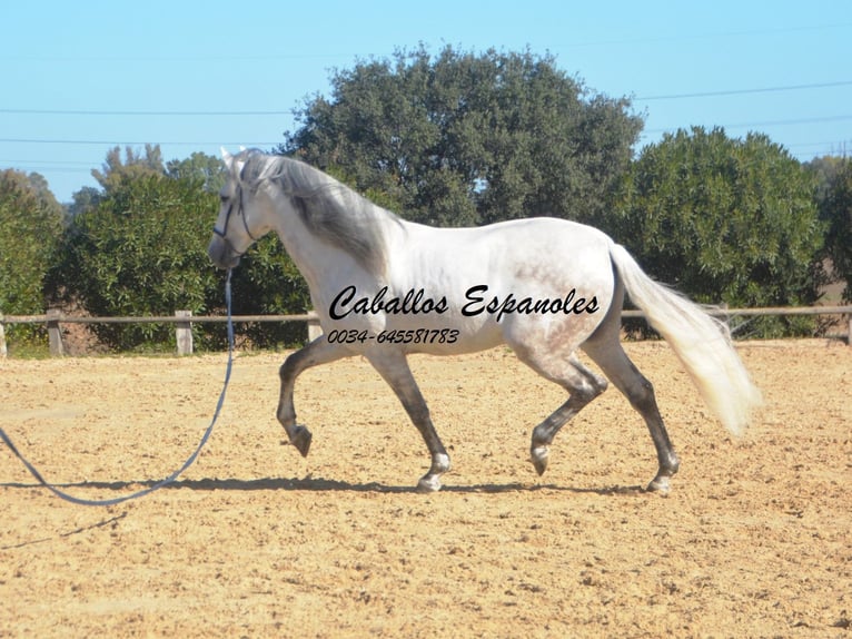 PRE Croisé Étalon 7 Ans 166 cm Gris in Vejer de la Frontera