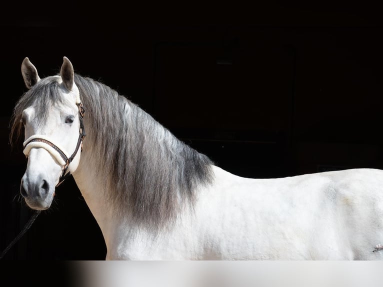 PRE Croisé Étalon 7 Ans 166 cm Gris pommelé in Martfeld